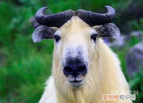 分别是大熊猫、金丝猴、朱鹮、羚牛 秦岭四宝是指什么