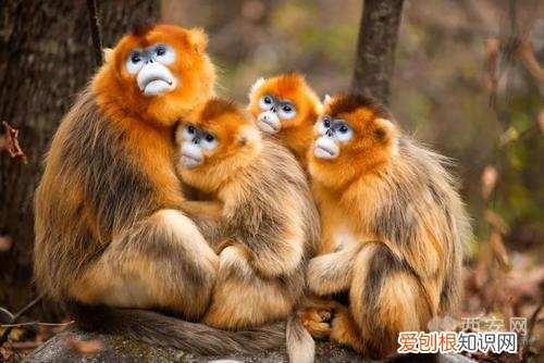 分别是大熊猫、金丝猴、朱鹮、羚牛 秦岭四宝是指什么