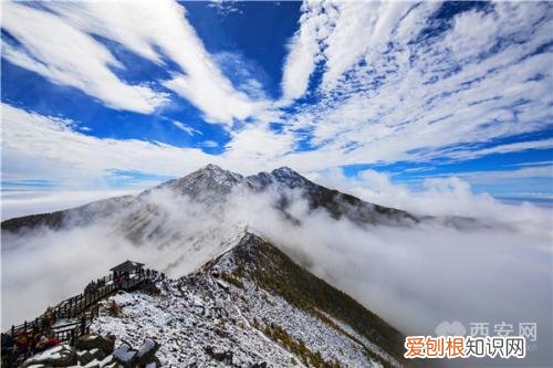 分别是大熊猫、金丝猴、朱鹮、羚牛 秦岭四宝是指什么