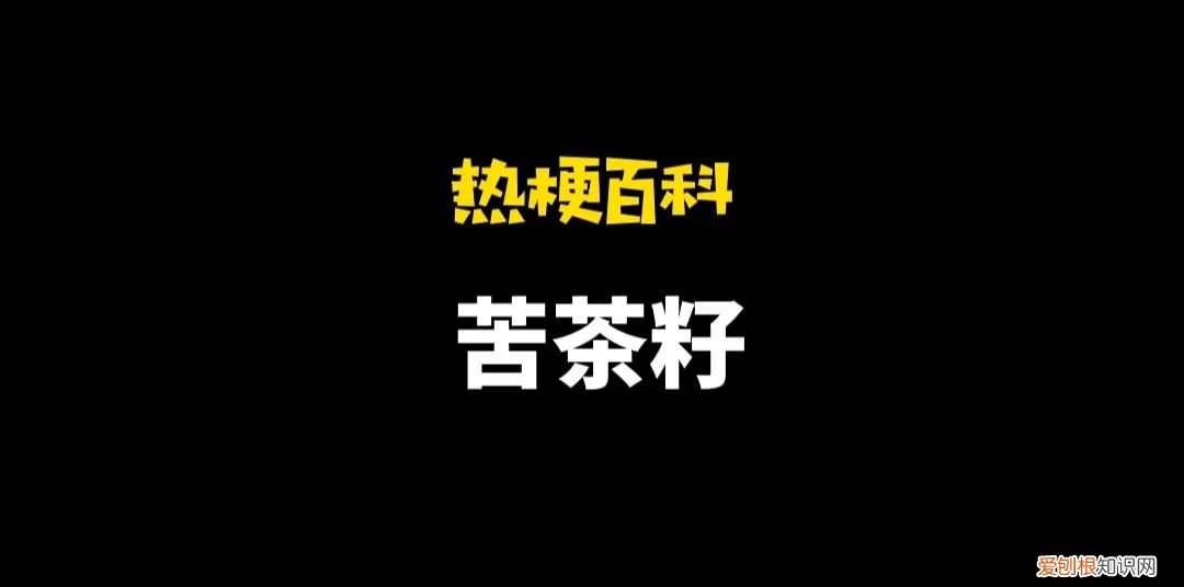 顾名思义等于裤衩子的谐音 苦茶子是什么梗