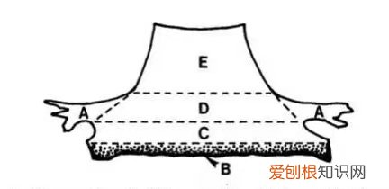 鲍鱼为什么和那个很像？鲍鱼哪些部位是可以吃的