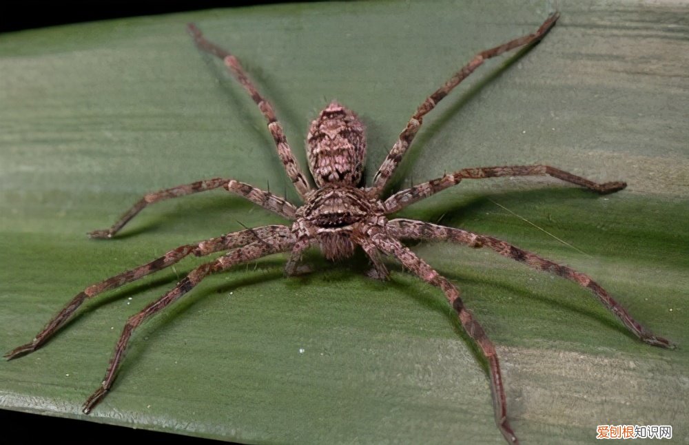 幽灵蛛为什么不能打死？专家用科学的角度告诉你为什么