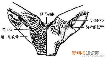 运动系统由什么组成？运动系统全套解剖图