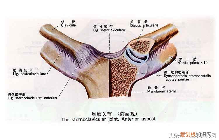 运动系统由什么组成？运动系统全套解剖图