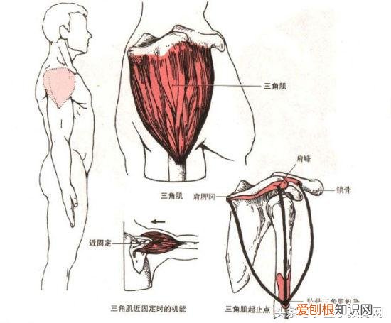 运动系统由什么组成？运动系统全套解剖图