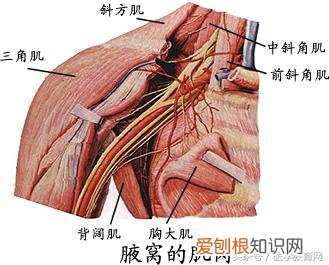 运动系统由什么组成？运动系统全套解剖图