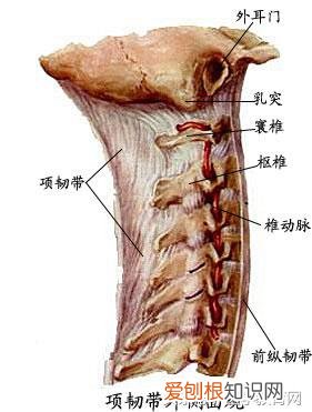 运动系统由什么组成？运动系统全套解剖图