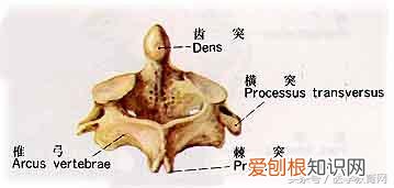 运动系统由什么组成？运动系统全套解剖图