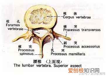 运动系统由什么组成？运动系统全套解剖图