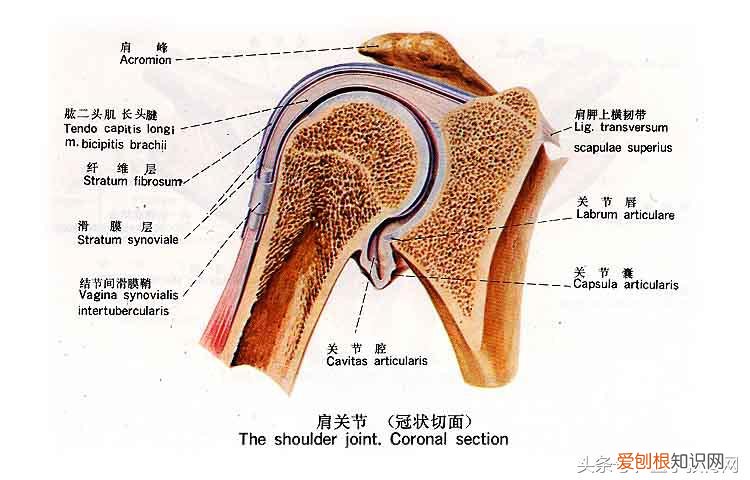 运动系统由什么组成？运动系统全套解剖图