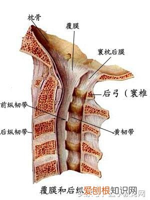 运动系统由什么组成？运动系统全套解剖图