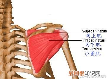 运动系统由什么组成？运动系统全套解剖图