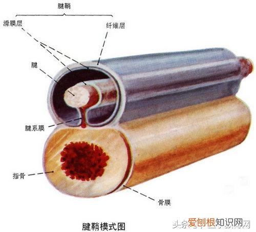 运动系统由什么组成？运动系统全套解剖图