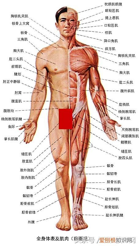 运动系统由什么组成？运动系统全套解剖图