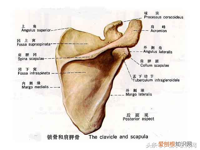 运动系统由什么组成？运动系统全套解剖图