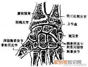 运动系统由什么组成？运动系统全套解剖图