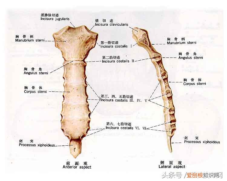 运动系统由什么组成？运动系统全套解剖图