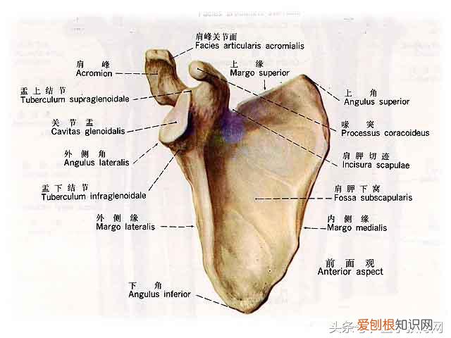 运动系统由什么组成？运动系统全套解剖图