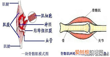 运动系统由什么组成？运动系统全套解剖图