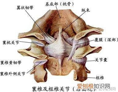 运动系统由什么组成？运动系统全套解剖图