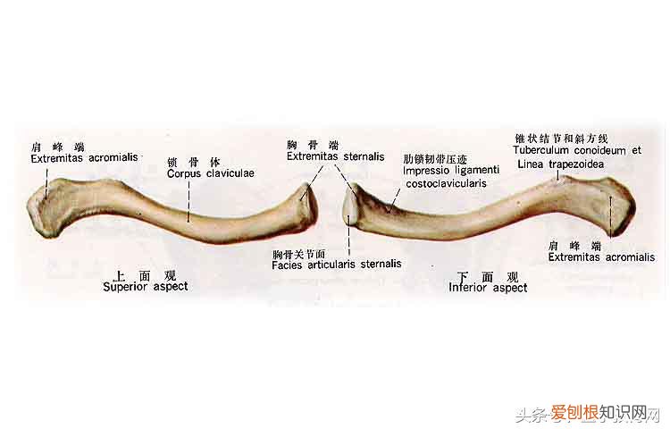 运动系统由什么组成？运动系统全套解剖图