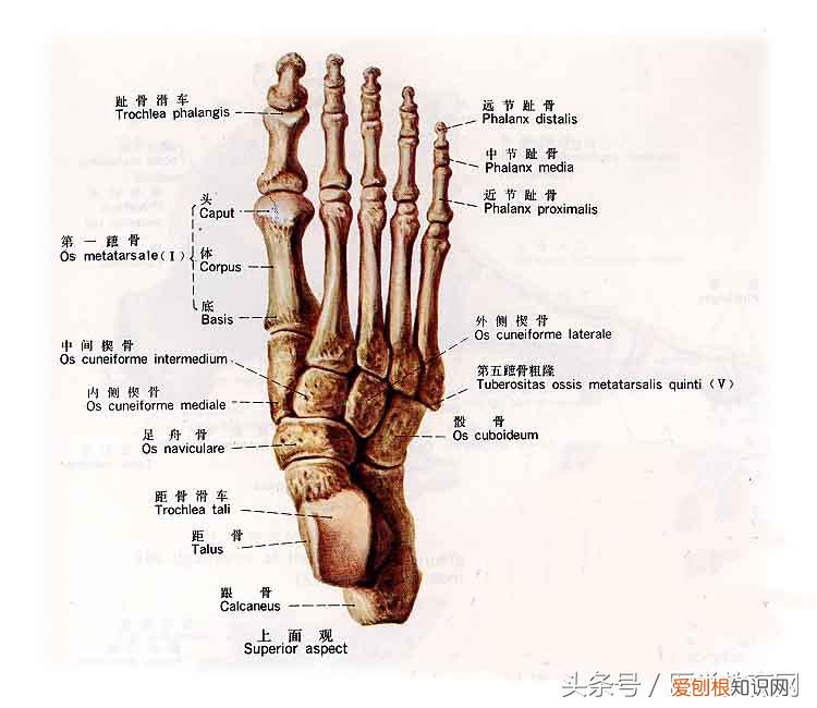 运动系统由什么组成？运动系统全套解剖图