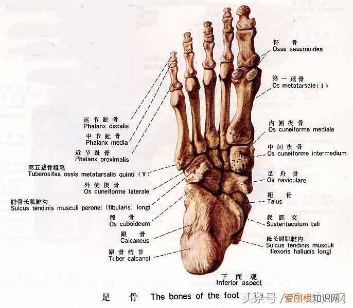 运动系统由什么组成？运动系统全套解剖图