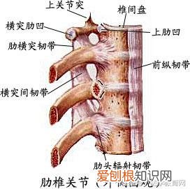 运动系统由什么组成？运动系统全套解剖图