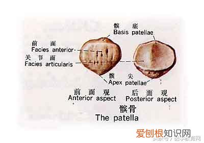 运动系统由什么组成？运动系统全套解剖图