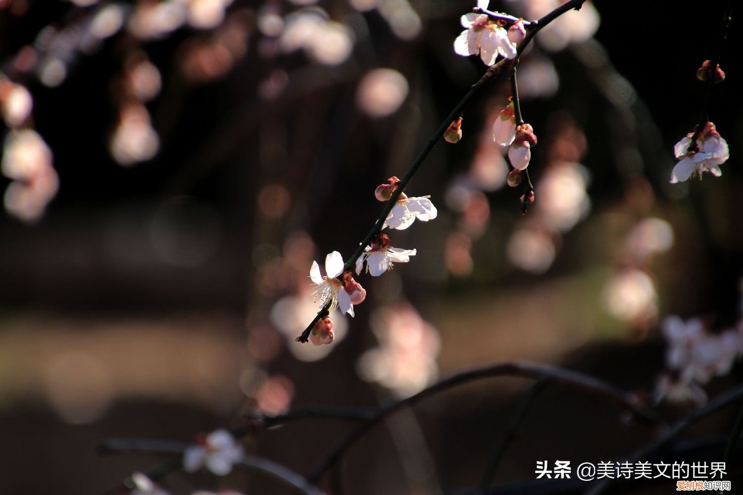 句句精辟有内涵! 仓央嘉措最美的情诗