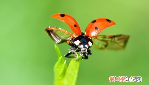 花大姐喜欢往什么地方飞