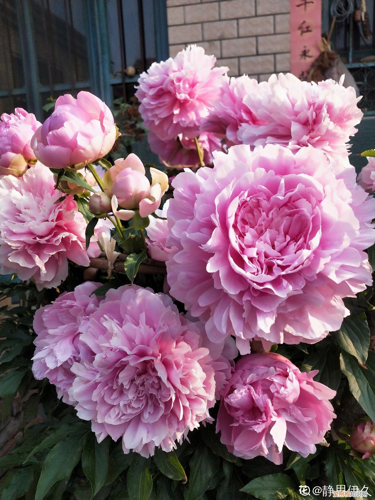 6个方法教你快速区别 芍药和牡丹的区别