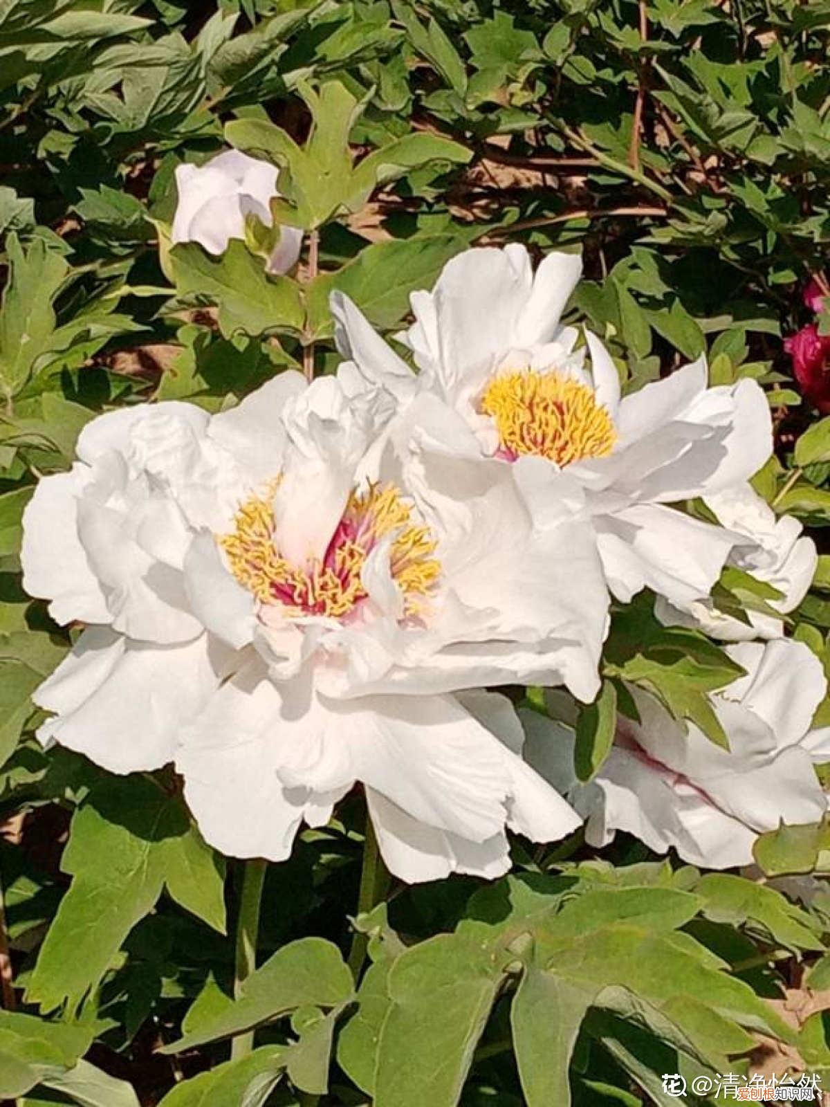 6个方法教你快速区别 芍药和牡丹的区别