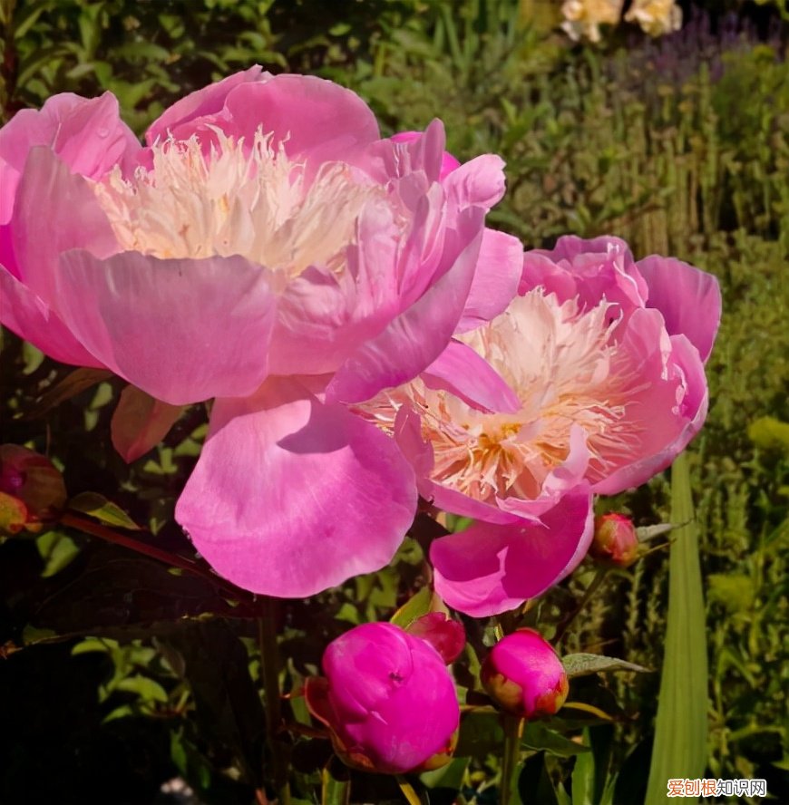 6个方法教你快速区别 芍药和牡丹的区别