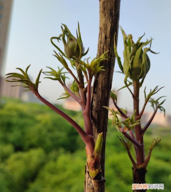 6个方法教你快速区别 芍药和牡丹的区别