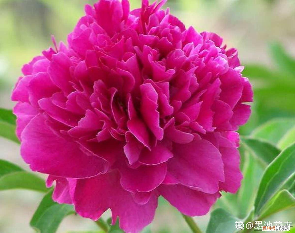 6个方法教你快速区别 芍药和牡丹的区别