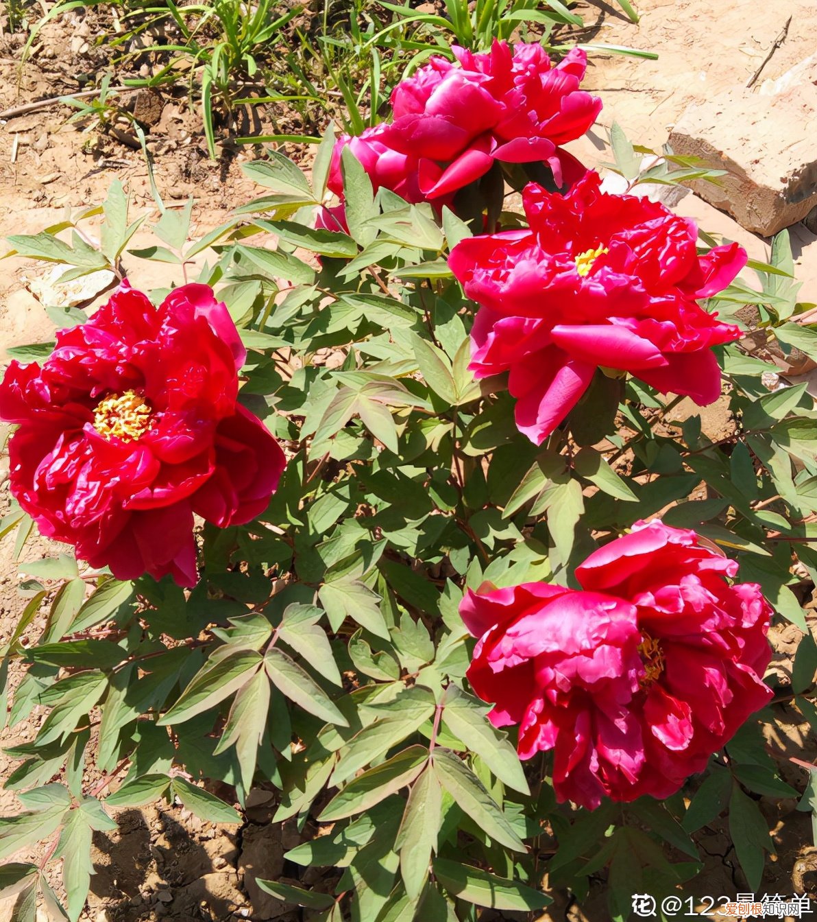 6个方法教你快速区别 芍药和牡丹的区别