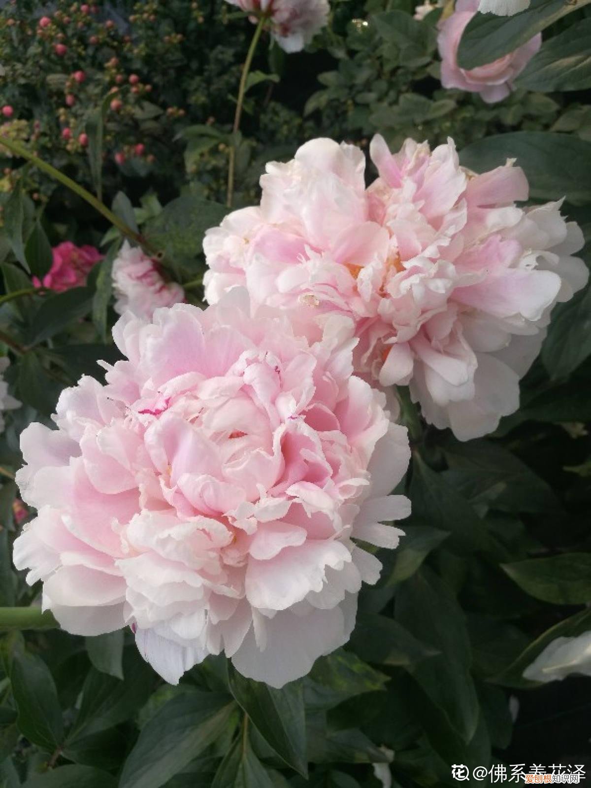 6个方法教你快速区别 芍药和牡丹的区别