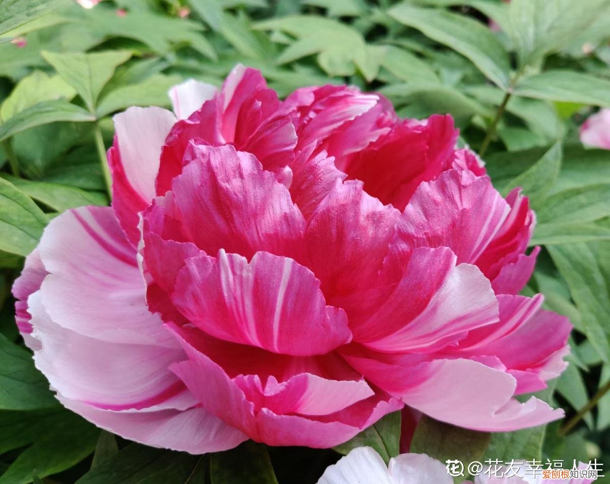 6个方法教你快速区别 芍药和牡丹的区别
