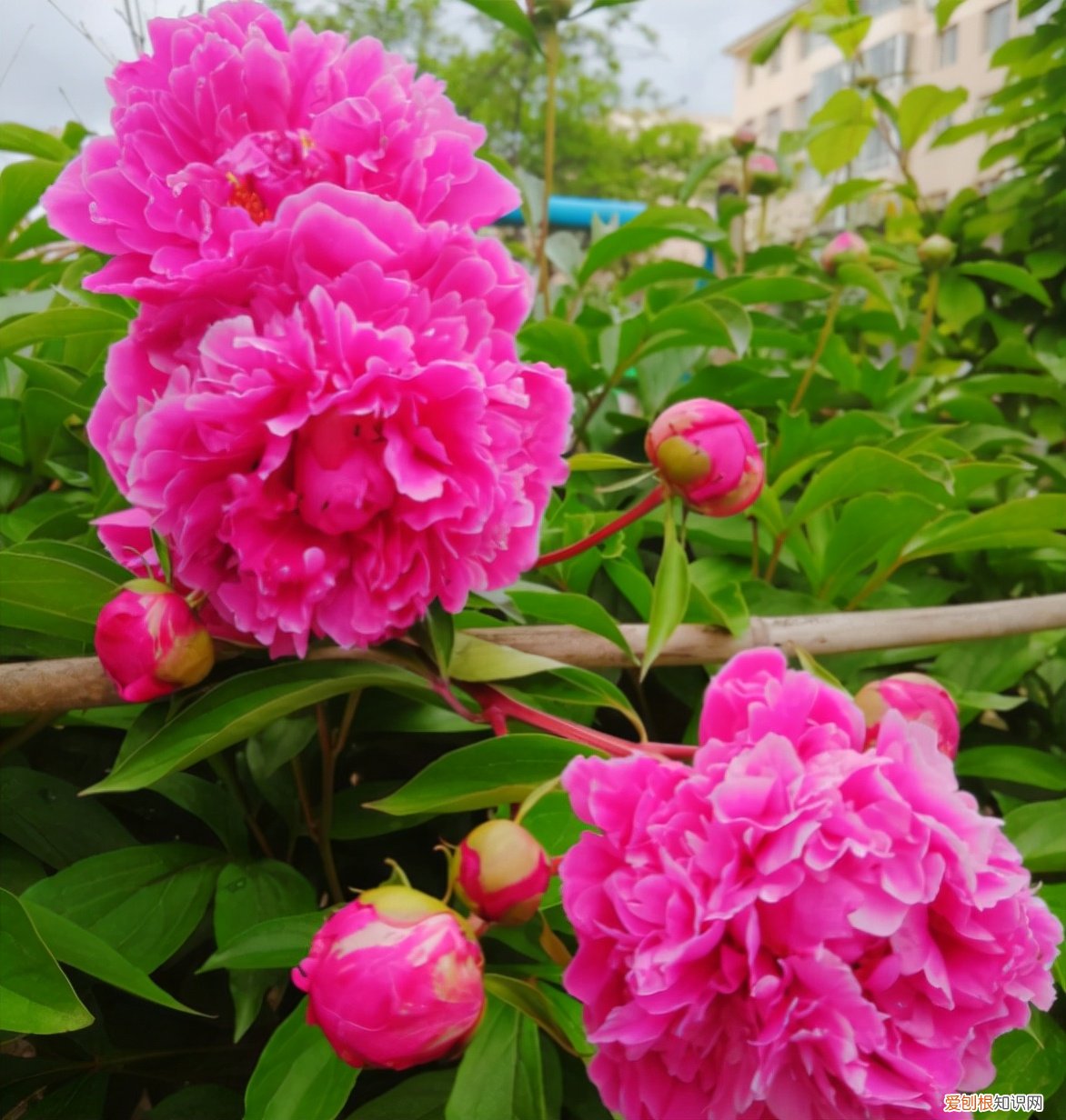 6个方法教你快速区别 芍药和牡丹的区别