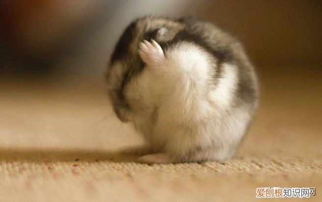 喂养仓鼠的人注意了 仓鼠饲养八大禁忌