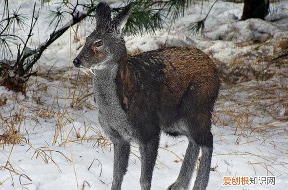 “弄璋之喜”和“弄瓦之喜”分别指什么 弄璋之喜什么意思