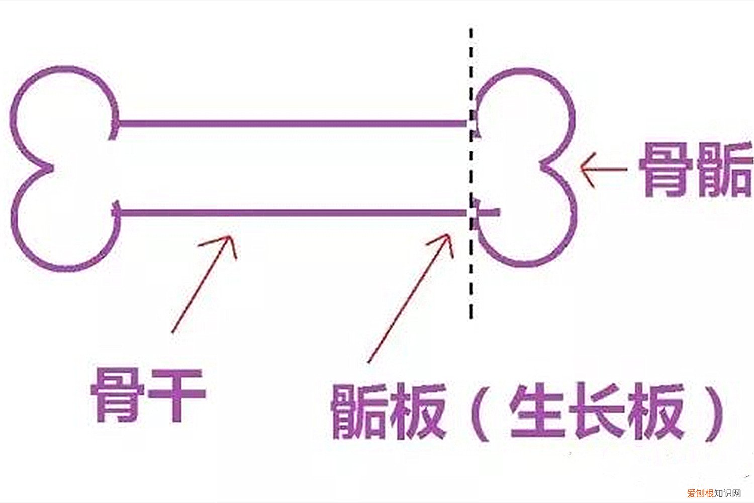 父母可不要大意 男孩出现什么特征就不长高了