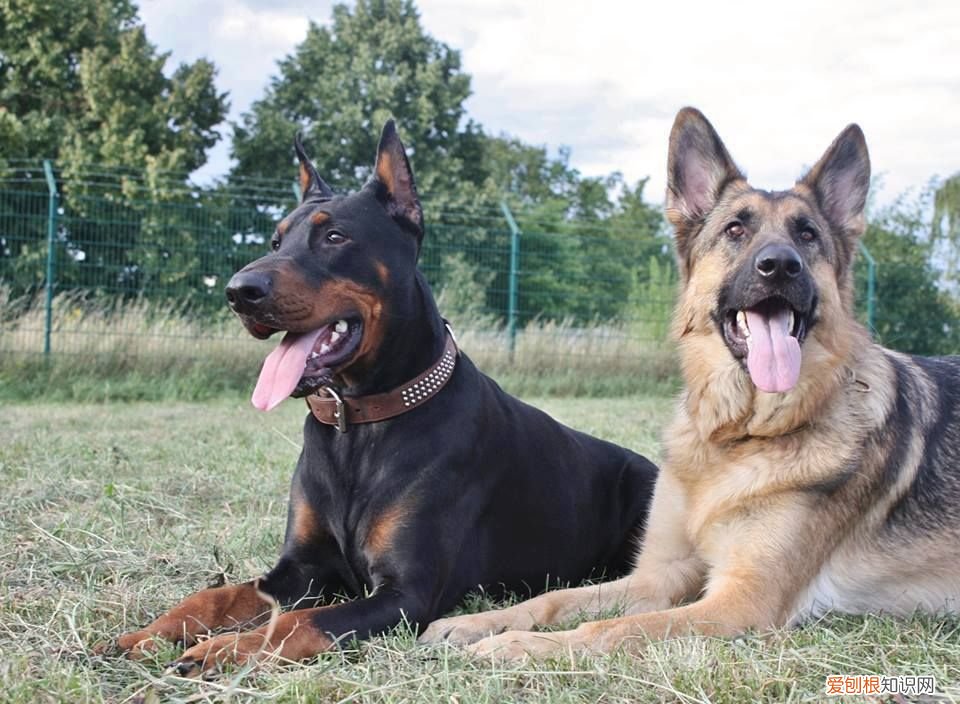 智商排名前10的都很聪明 狗的智商排名