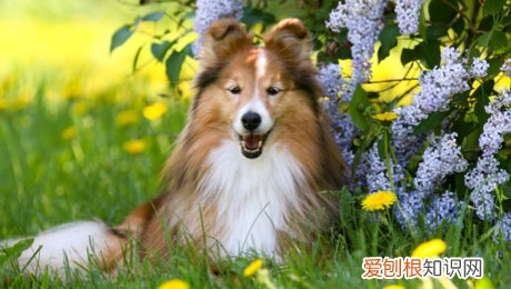 智商排名前10的都很聪明 狗的智商排名