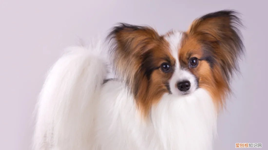 智商排名前10的都很聪明 狗的智商排名