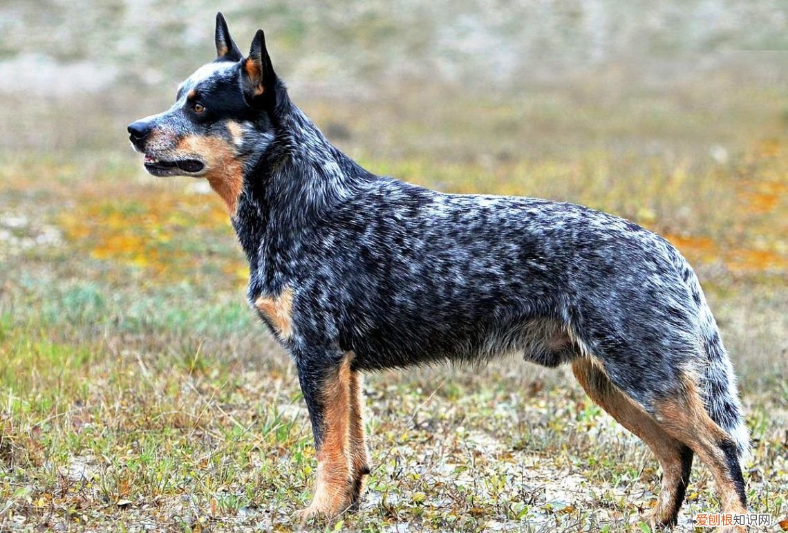 智商排名前10的都很聪明 狗的智商排名