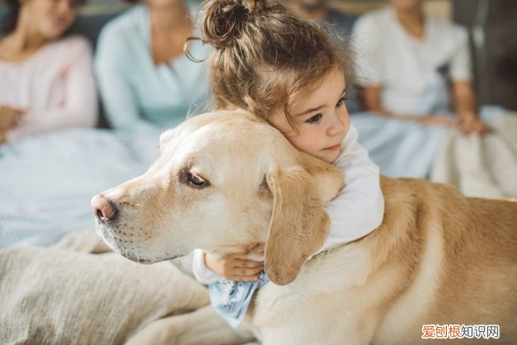 智商排名前10的都很聪明 狗的智商排名
