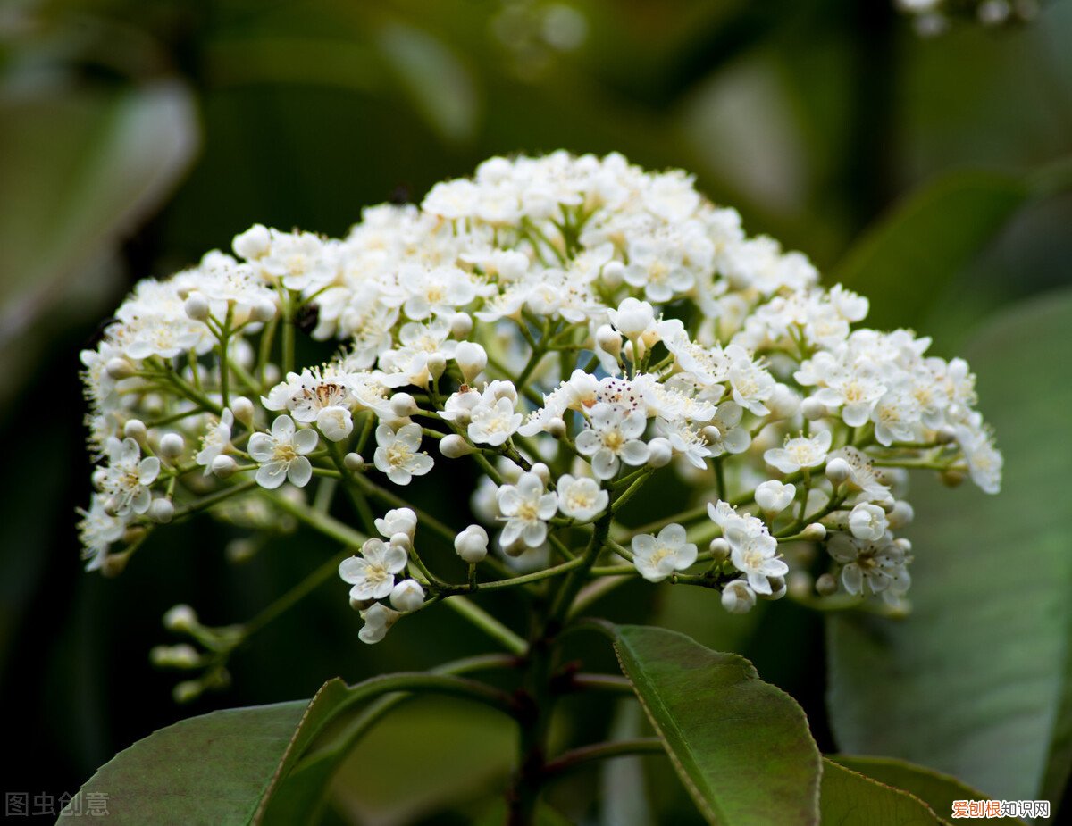 类似精液的味道? 石楠花的味道像什么