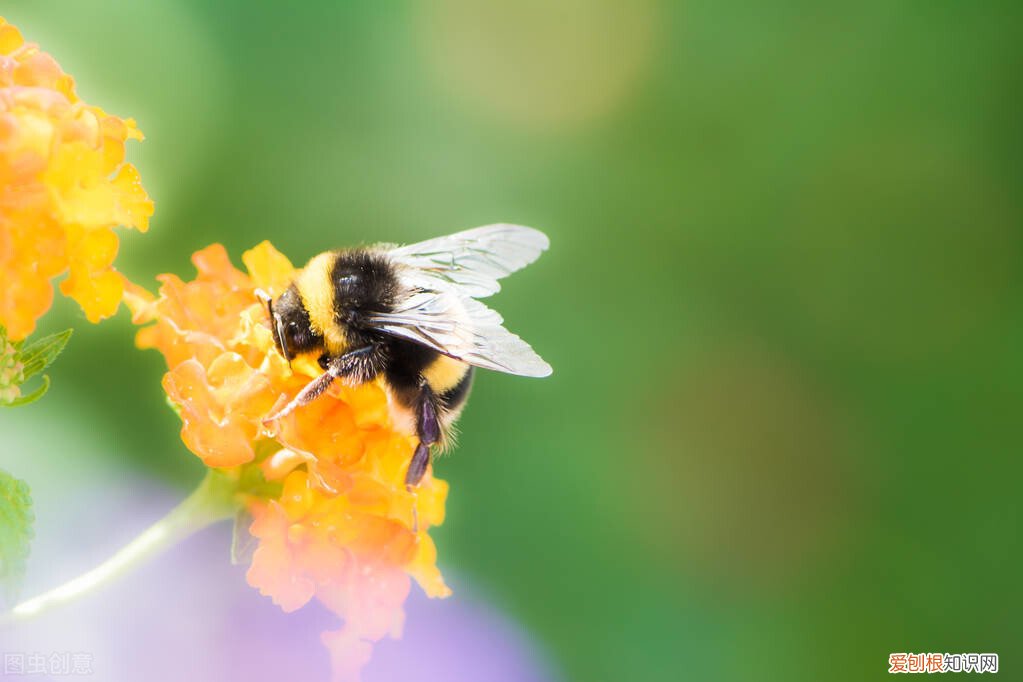 类似精液的味道? 石楠花的味道像什么